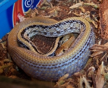 C. radiatus