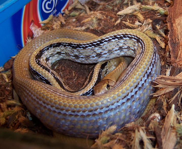 C. radiatus
