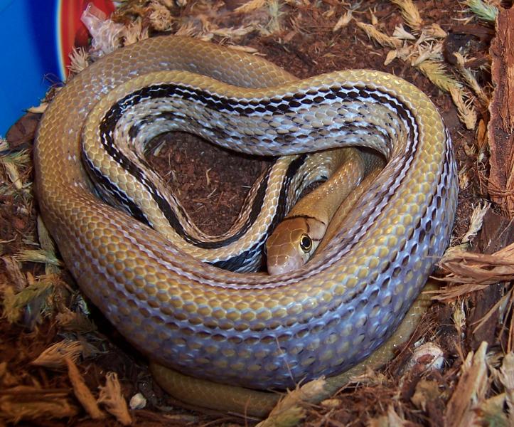 C. radiatus