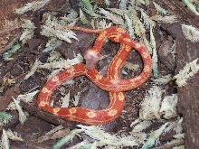 sunglow motley