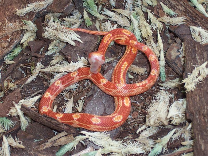 sunglow motley
