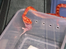sunglow motley feeding