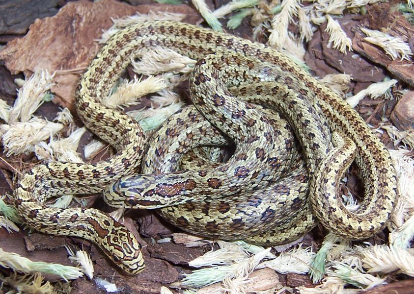 E. bimaculata