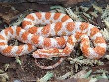 creamsicle male