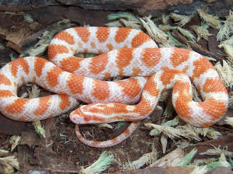 creamsicle male