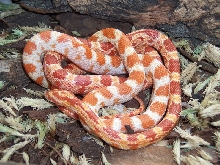 amel   cream (females)