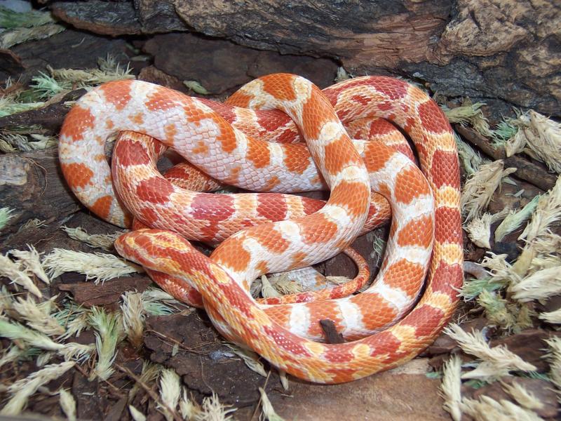 amel   cream (females)