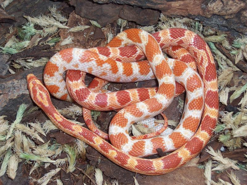 amel   cream (females)
