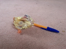 chick