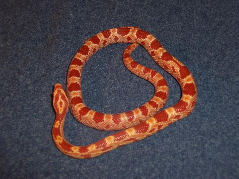 guttatus amel