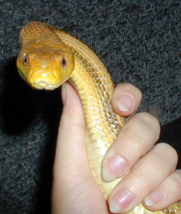 female yellow