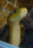 yellow female posing