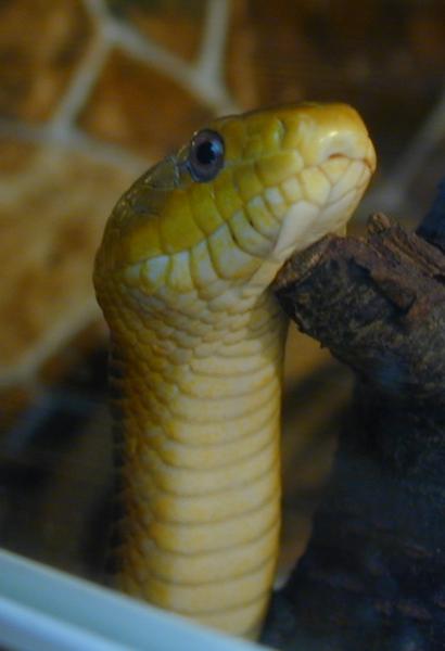 yellow female posing