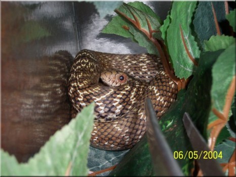 carinata