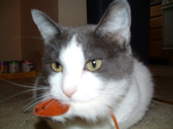 Melly and her Rosie Rat