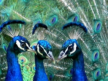 peacock meeting