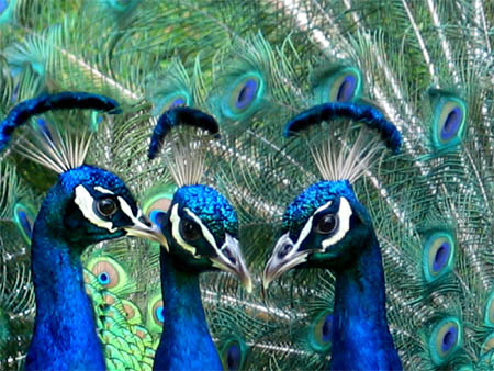 peacock meeting