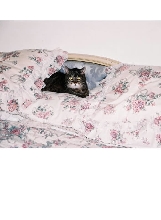 This is also my sweet Moe. She lived from 1995-2004