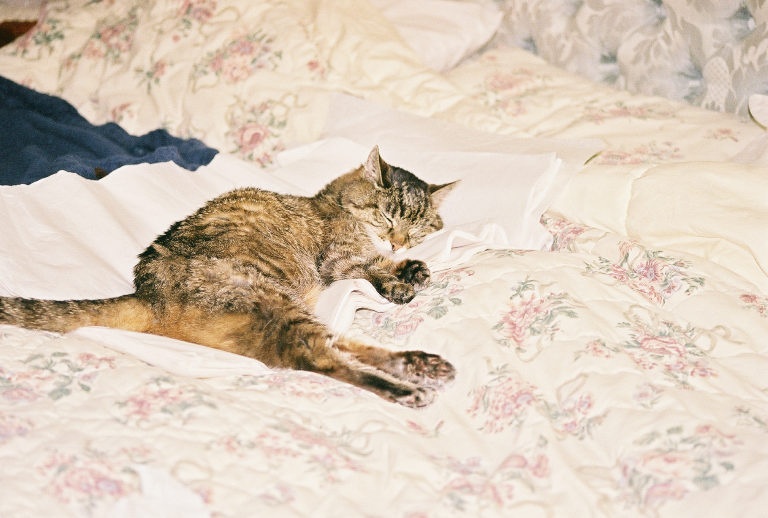 My sweet Moe, She lived from 1995 - Feb 13, 2004