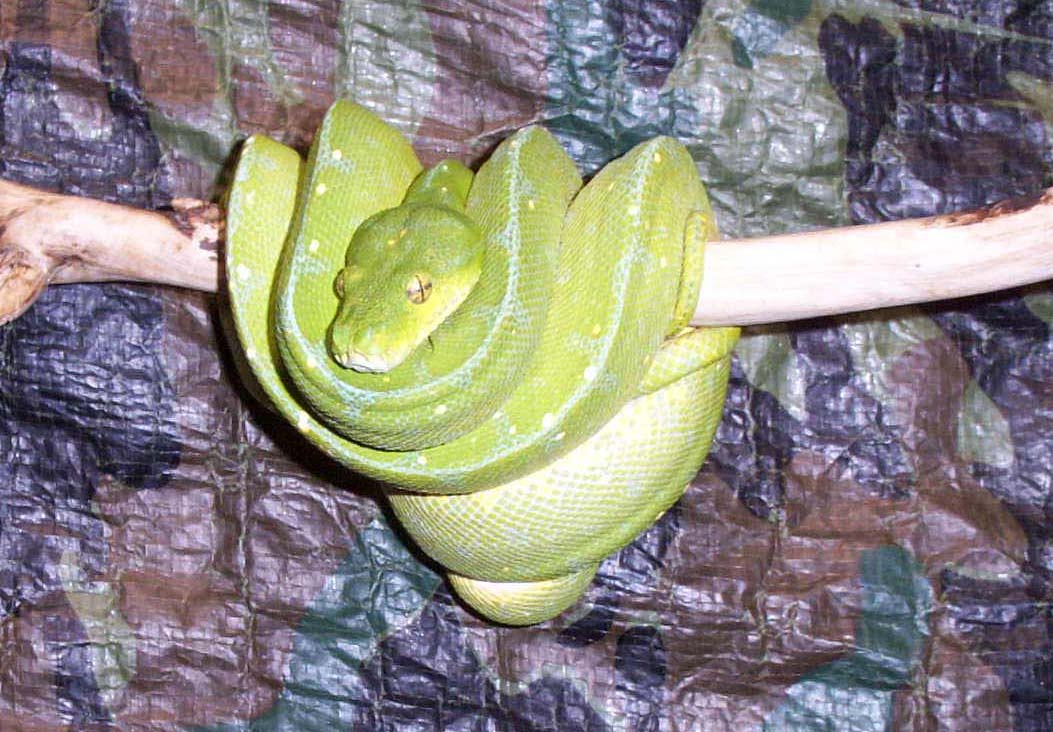 Arus Green Tree Python 1