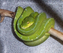 Arus Green Tree Python 3