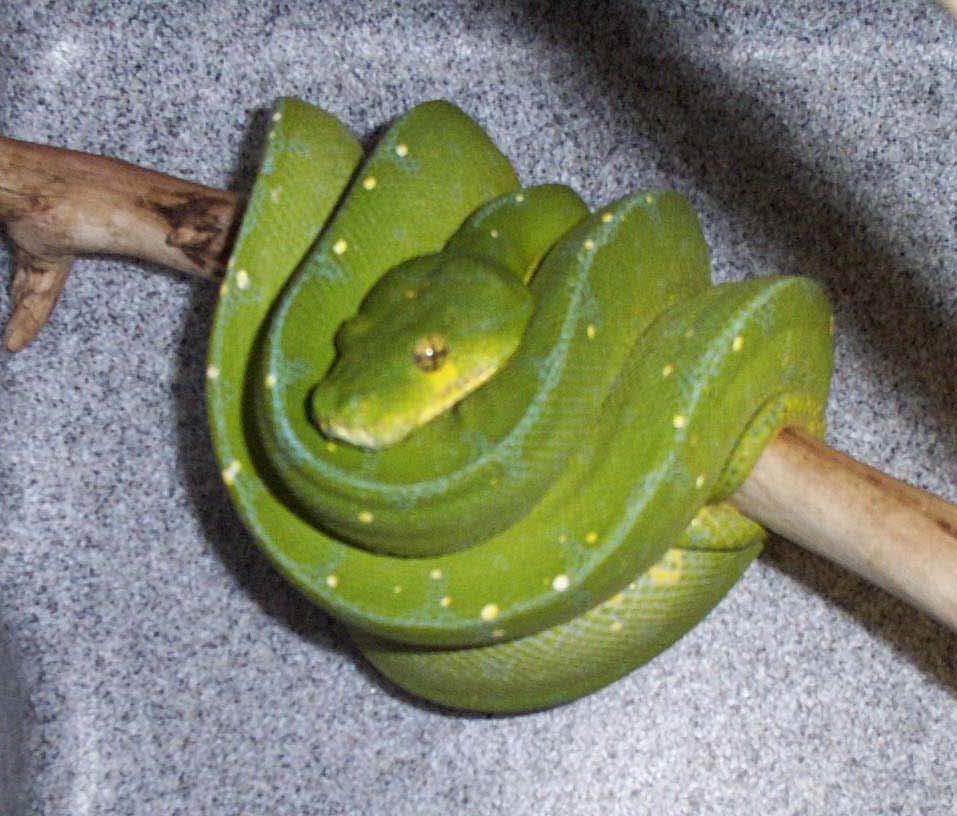 Arus Green Tree Python 3