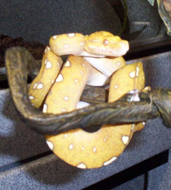 Arus Green Tree Python 2