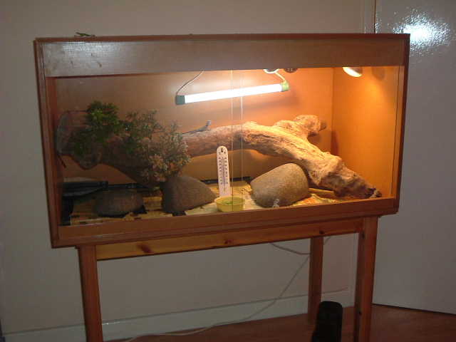 new viv