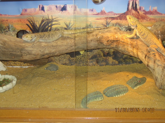 vivarium