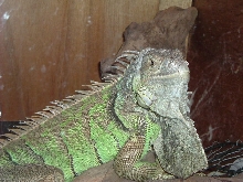 male or female