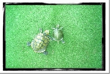 My Turtles (Booger & Snot)