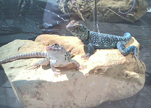 '98 cb Pair taken in '00