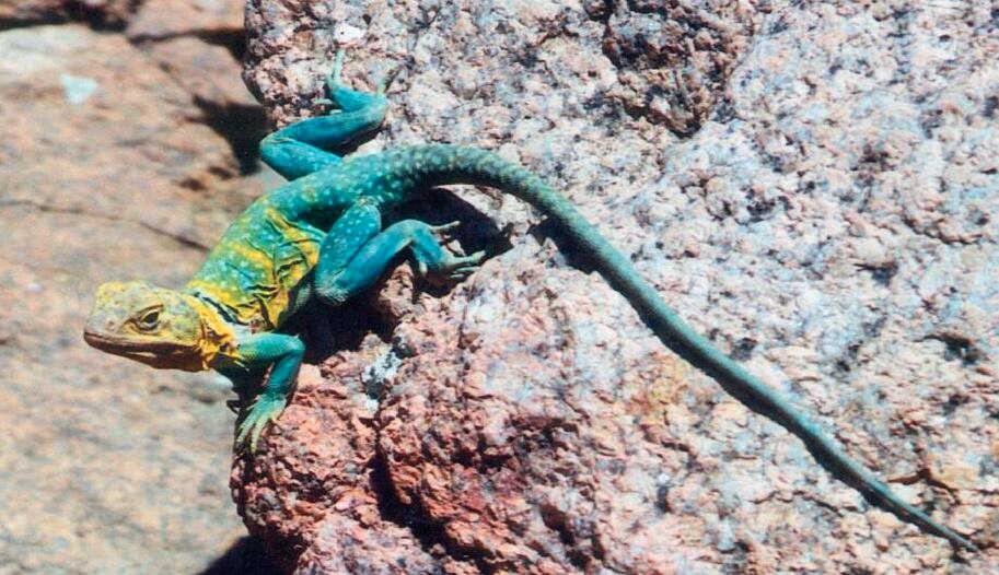 Gorgeous WIld Male
