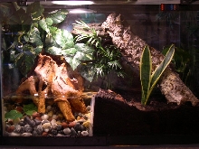 Cuban Tree Frog Enclosure
