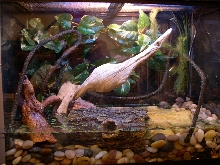 Mexican Tree Frog