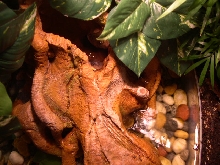 Water Area Pump close up Cuban Tree Frog