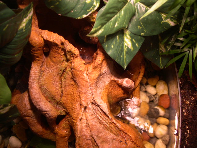 Water Area Pump close up Cuban Tree Frog