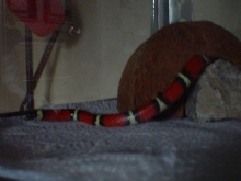 Sinaloan Milksnake