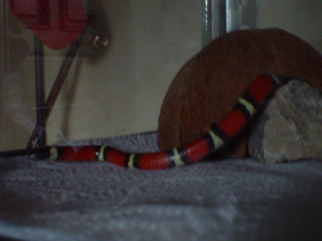 Sinaloan Milksnake