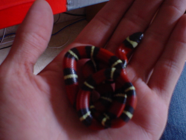 Sinaloan Milksnake