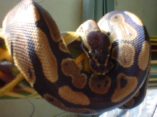 Osiris basking
