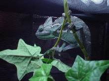 Veiled Chameleon