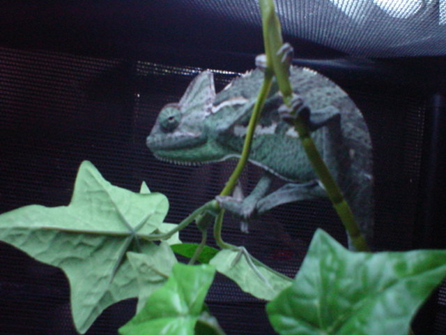 Veiled Chameleon