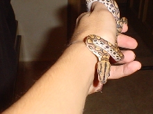 my new brb!