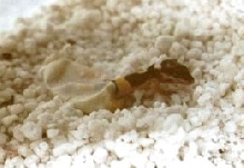 Baby Leopard Gecko hatching I