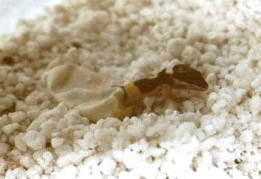 Baby Leopard Gecko hatching I