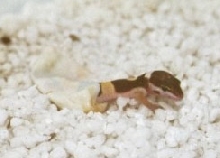 Baby Leopard Gecko hatching II