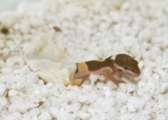 Baby Leopard Gecko hatching II