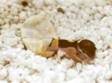 Baby Leopard Gecko hatching III