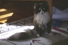 Bibi--her last picture